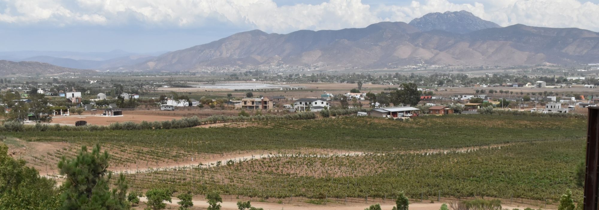 "Sabor que Salva": la gastronomía se une para apoyar el bienestar animal