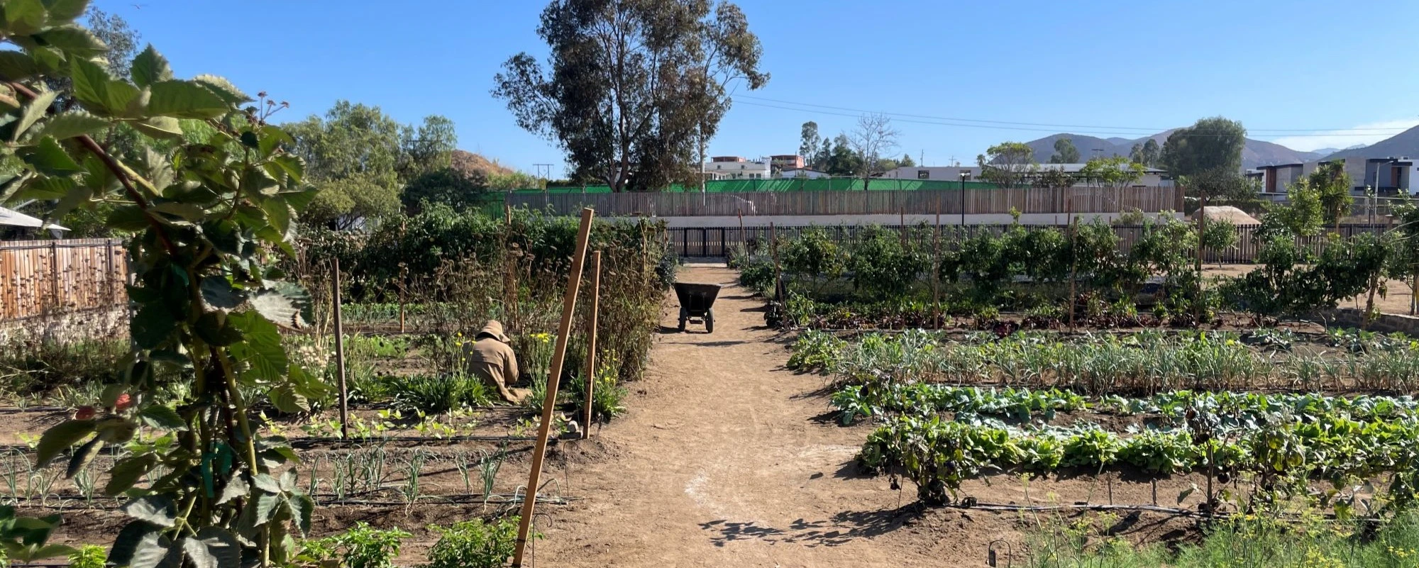 Restaurantes con estrella MICHELIN en Valle de Guadalupe