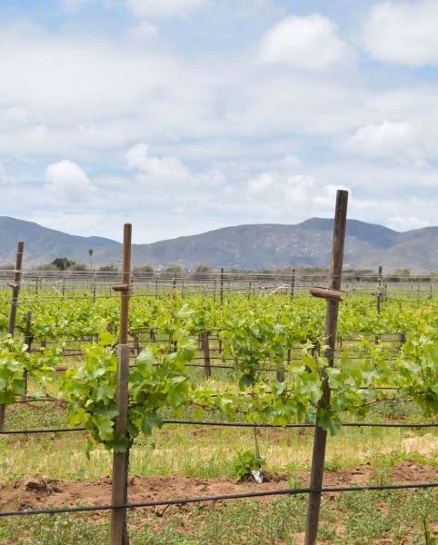 Lugares con la mejor vista al Valle de Guadalupe